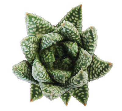 Royal Albert Haworthia